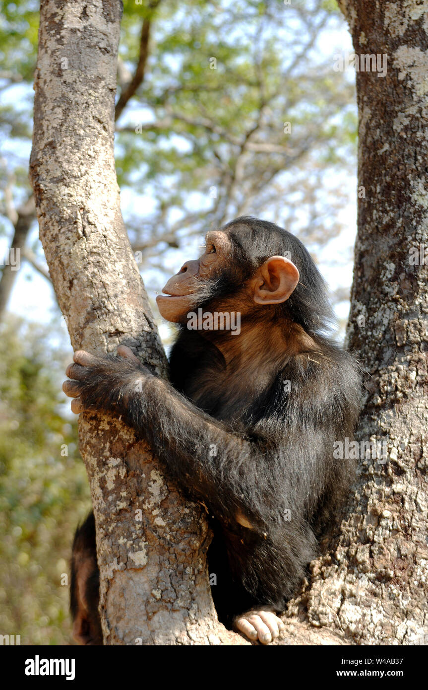 Schimpanse, Pan troglodytes, Chimfunshi, Sambia Stockfoto