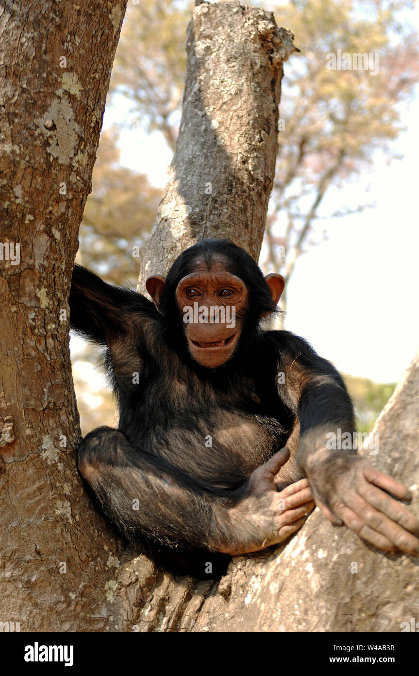 Schimpanse, Pan troglodytes, Chimfunshi, Sambia Stockfoto