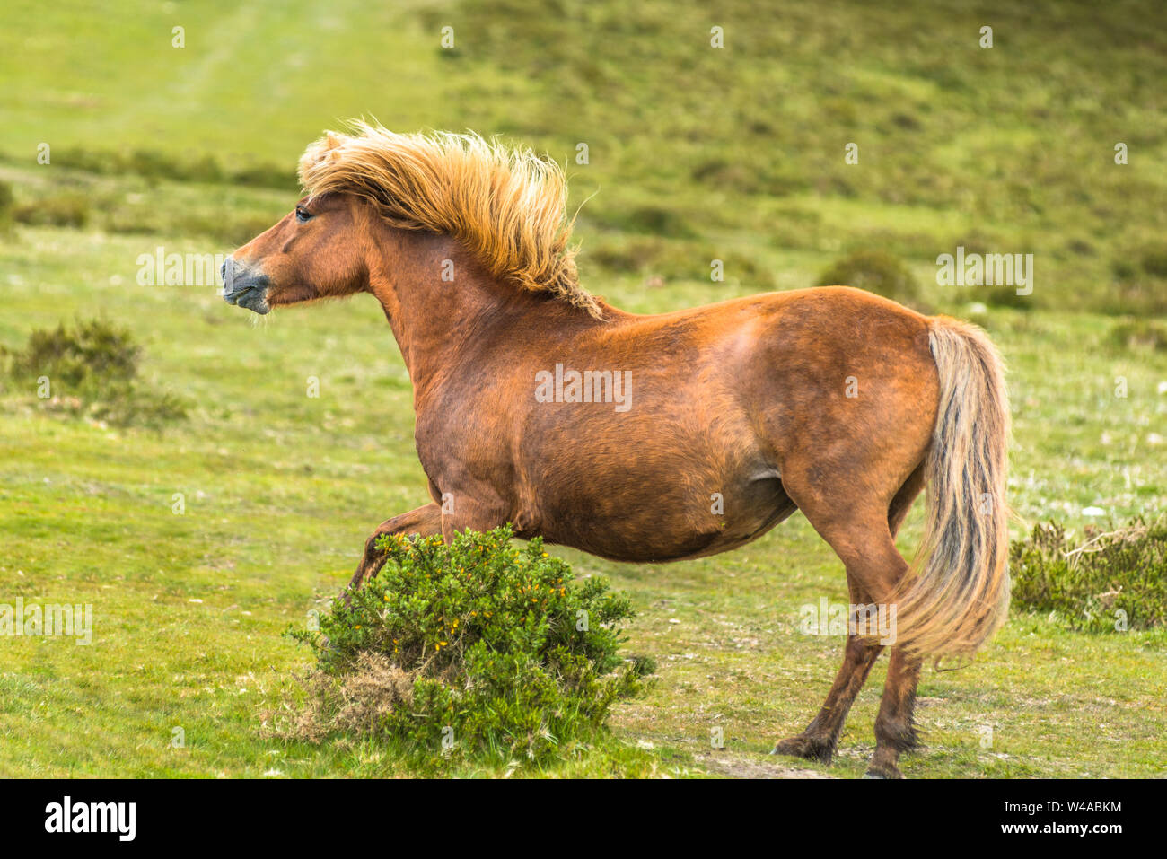 Ponys und Fohlen junge Pony im Nationalpark Dartmoor, Devon, West Country, England, UK. Stockfoto