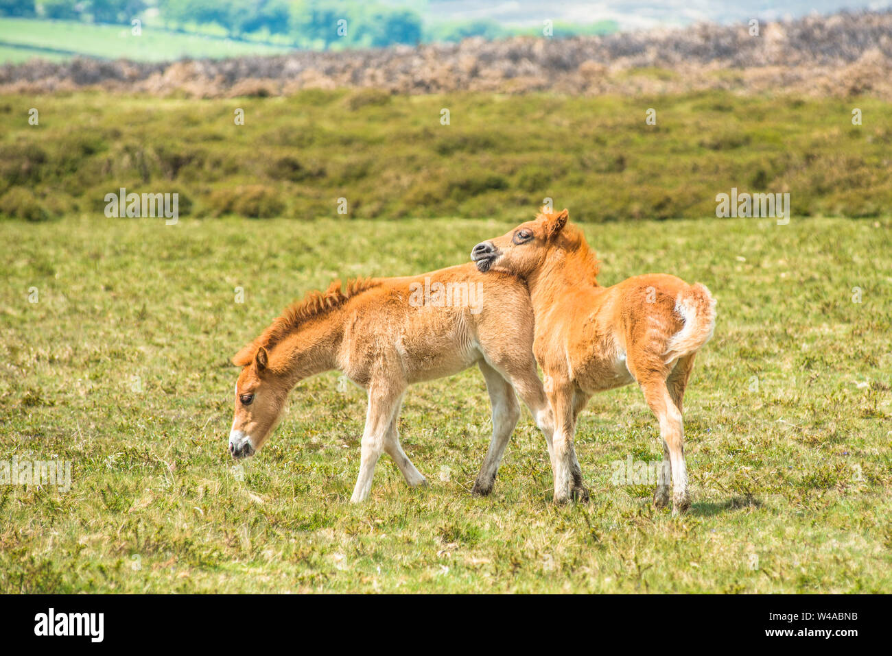Ponys und Fohlen junge Pony im Nationalpark Dartmoor, Devon, West Country, England, UK. Stockfoto