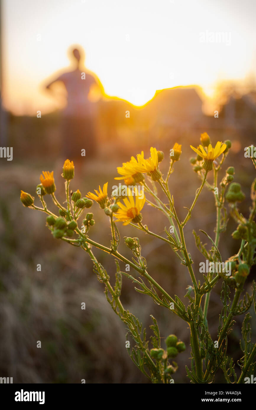 Sonne auf Blumen mit Frau im Hintergrund Stockfoto