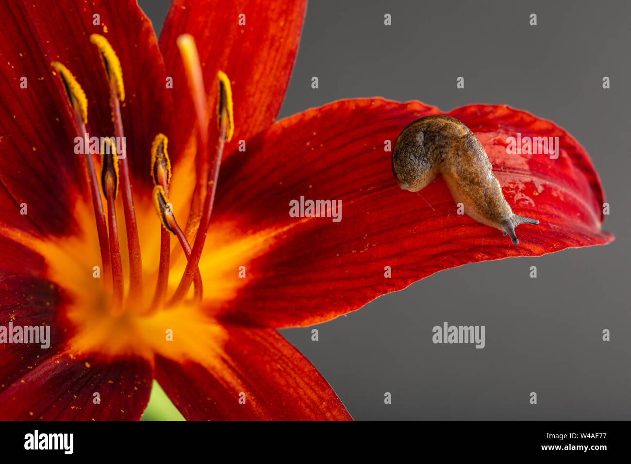 Sowerby's gekielt Slug (Tandonia sowerbyi) auf dem Blütenblatt der eine rote Blume mit einem blau-grauen Hintergrund Stockfoto