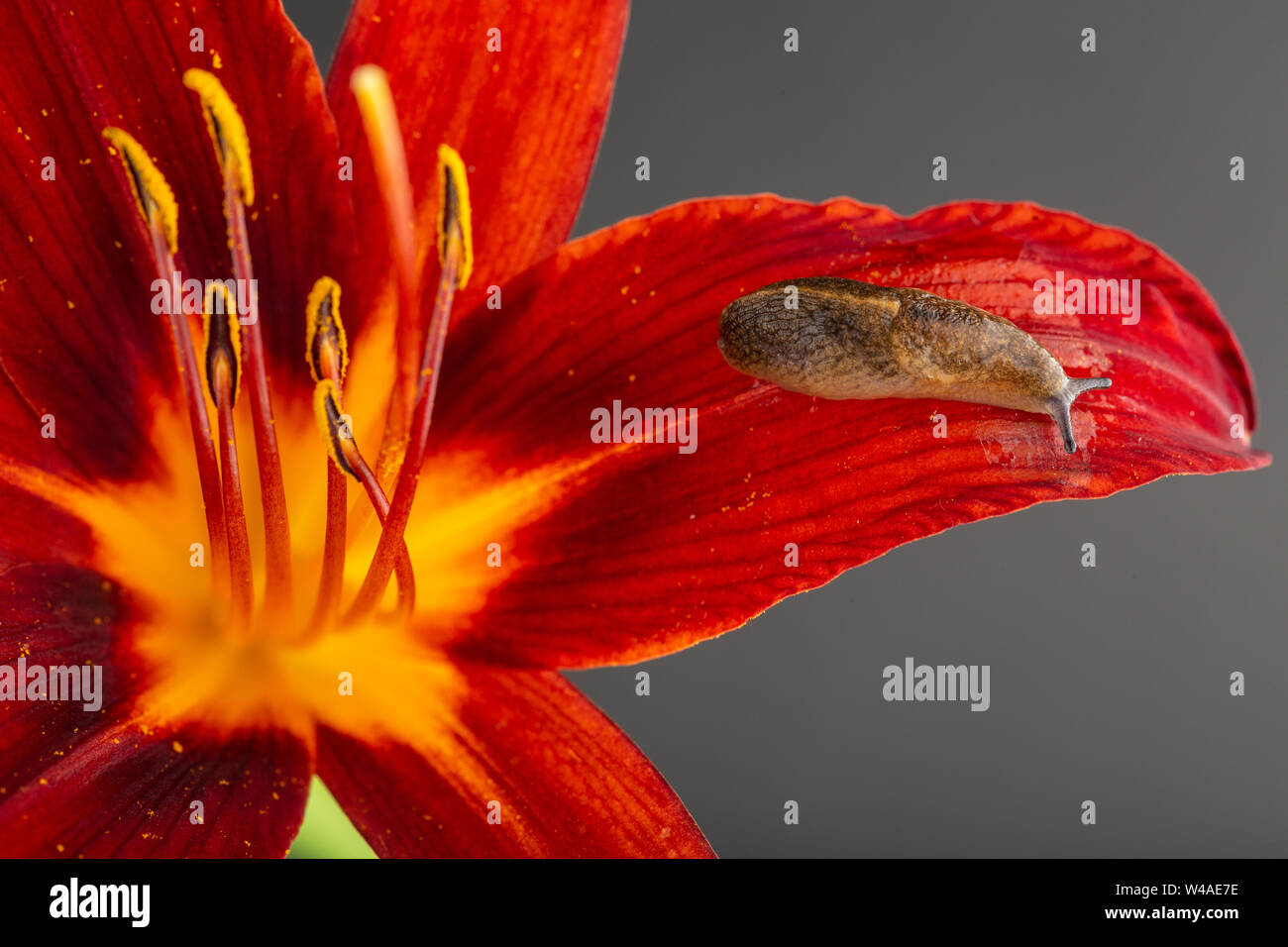 Sowerby's gekielt Slug (Tandonia sowerbyi) auf dem Blütenblatt der eine rote Blume mit einem blau-grauen Hintergrund Stockfoto