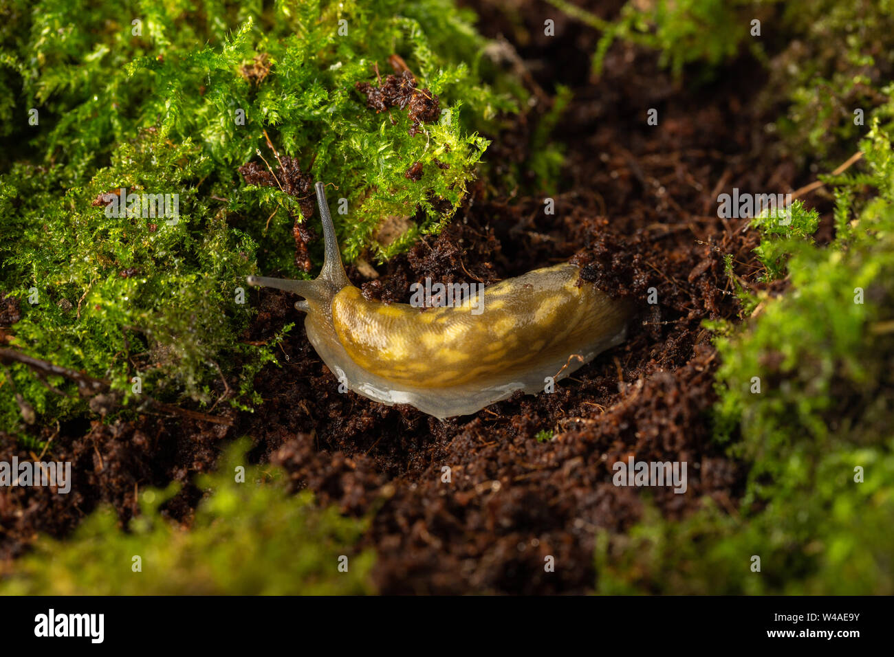 Gelb Keller slug (Limacus flavus) Graben durch den Boden, Slug u Stockfoto