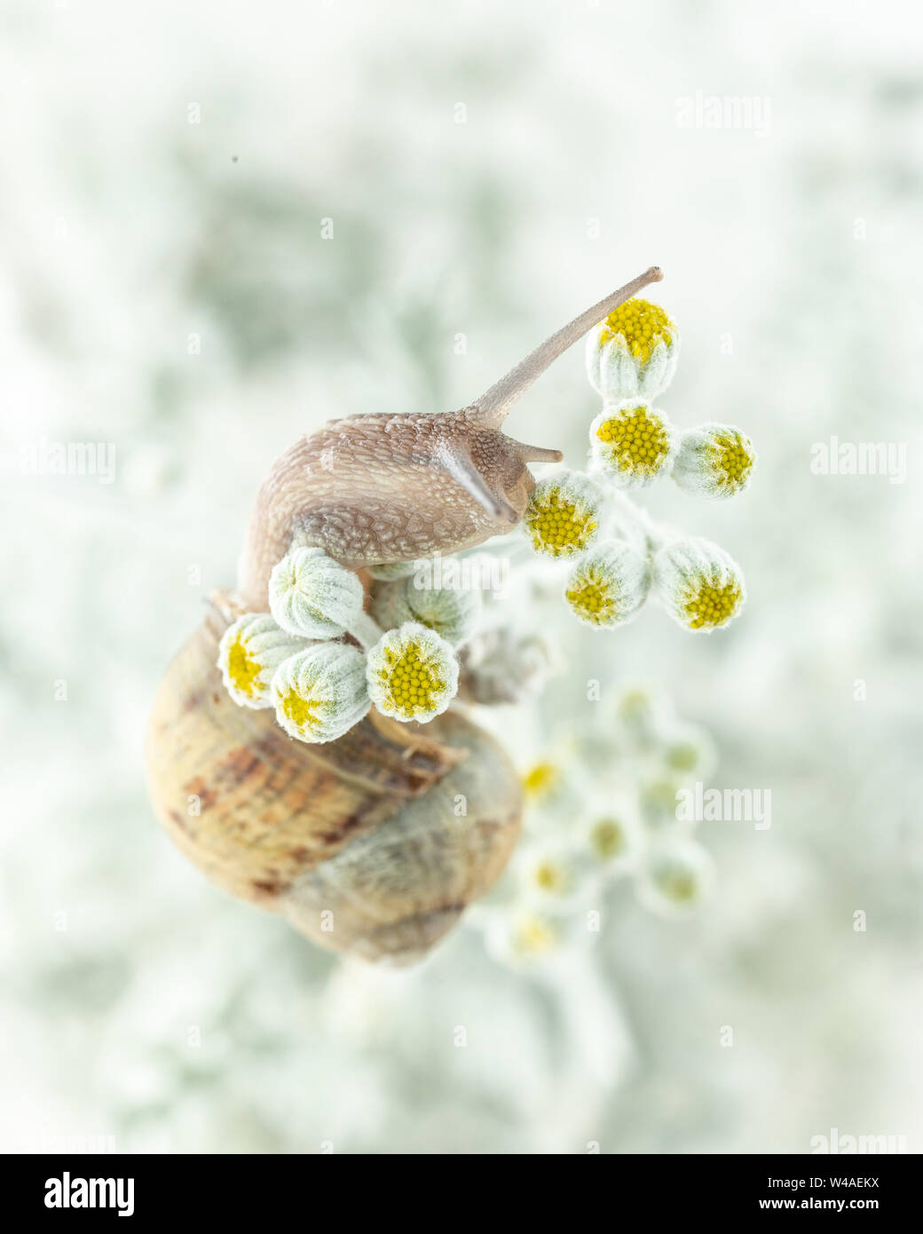 Roman Schnecke (Helix pomatia) Klettern eine weisse Pflanze mit gelben Blüten im Winter mit Schnee im Hintergrund Stockfoto