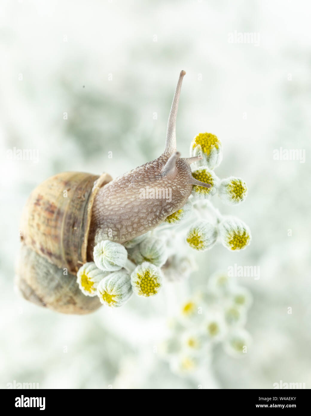 Roman Schnecke (Helix pomatia) Klettern eine weisse Pflanze mit gelben Blüten im Winter mit Schnee im Hintergrund Stockfoto