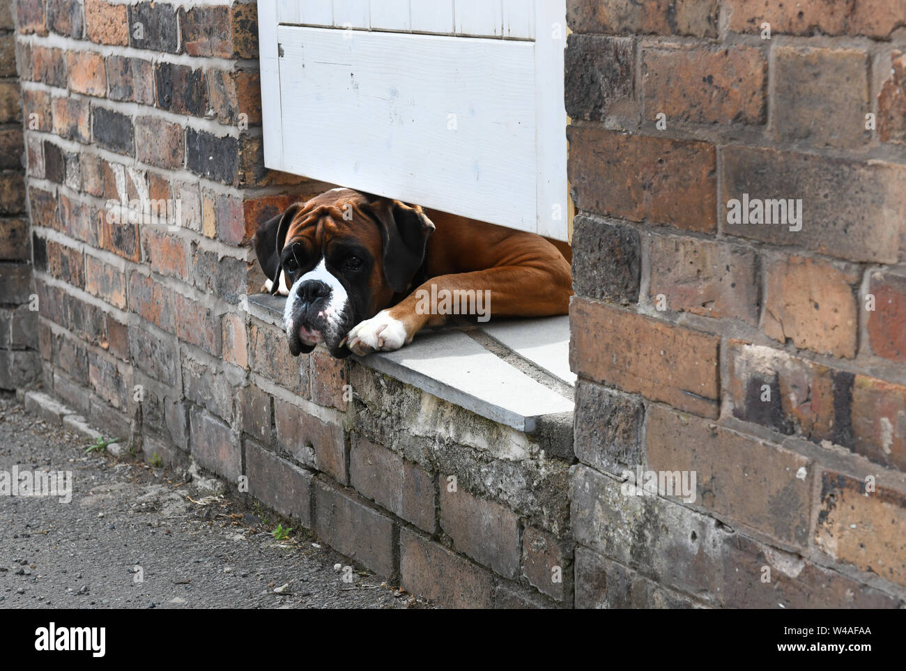 Boxer Hund peering unter Garden Gate Großbritannien Großbritannien Stockfoto