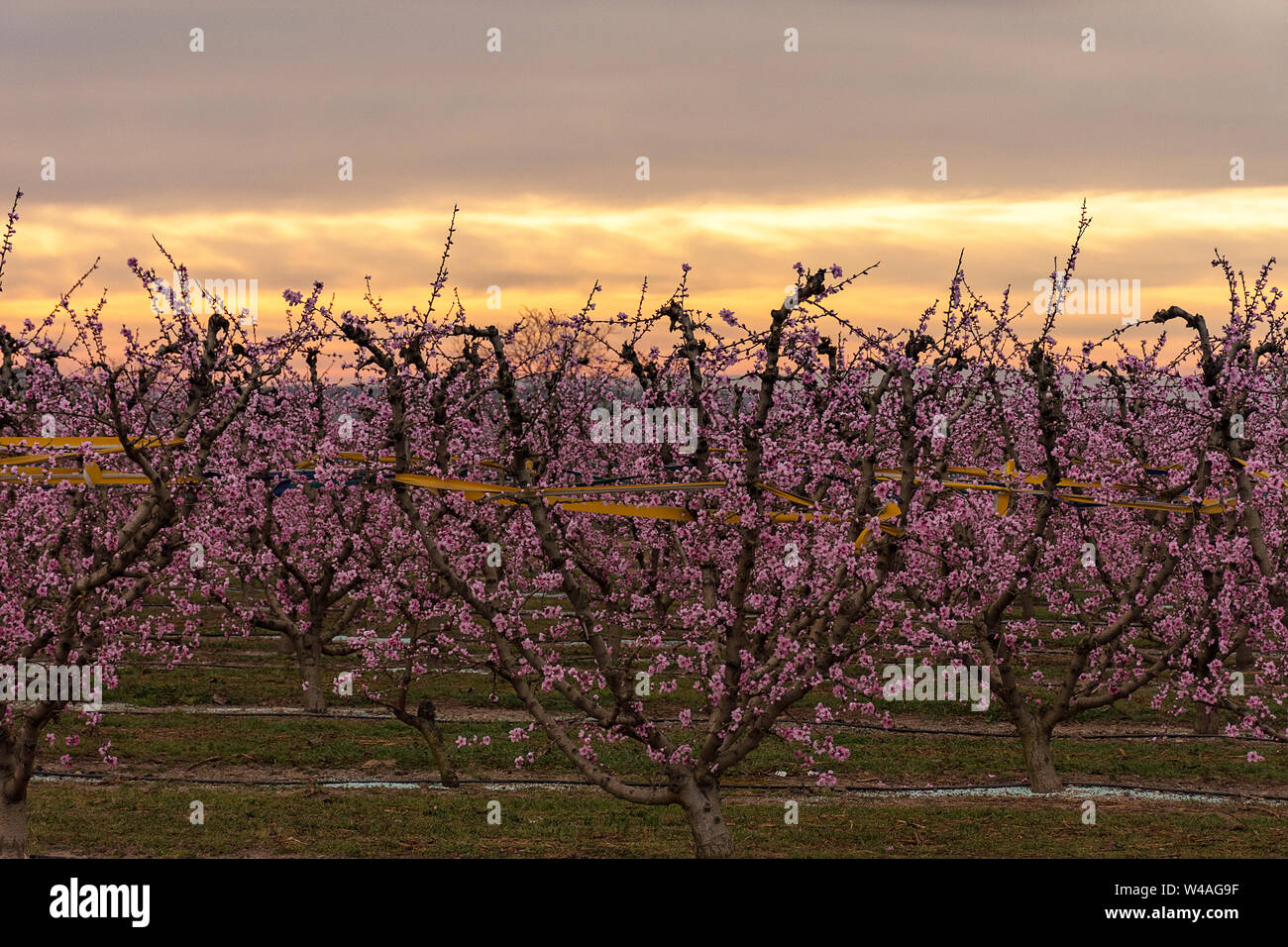 Feld mit Reihen von Pfirsichbäumen. mit Ästen voll mit zarten rosa Blumen bei Sonnenaufgang. Ruhige Atmosphäre. Geheimnisvoll. Aitona, Alpicat. Stockfoto