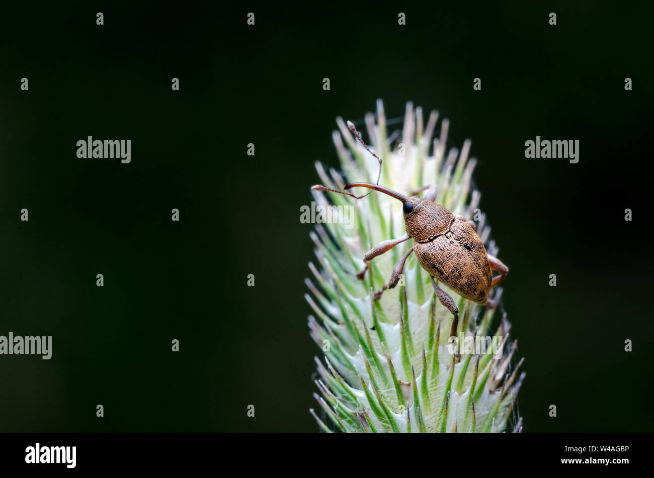 Cerambycidae, Makro Foto eines Longhorn Beetle auf einer Anlage Stockfoto