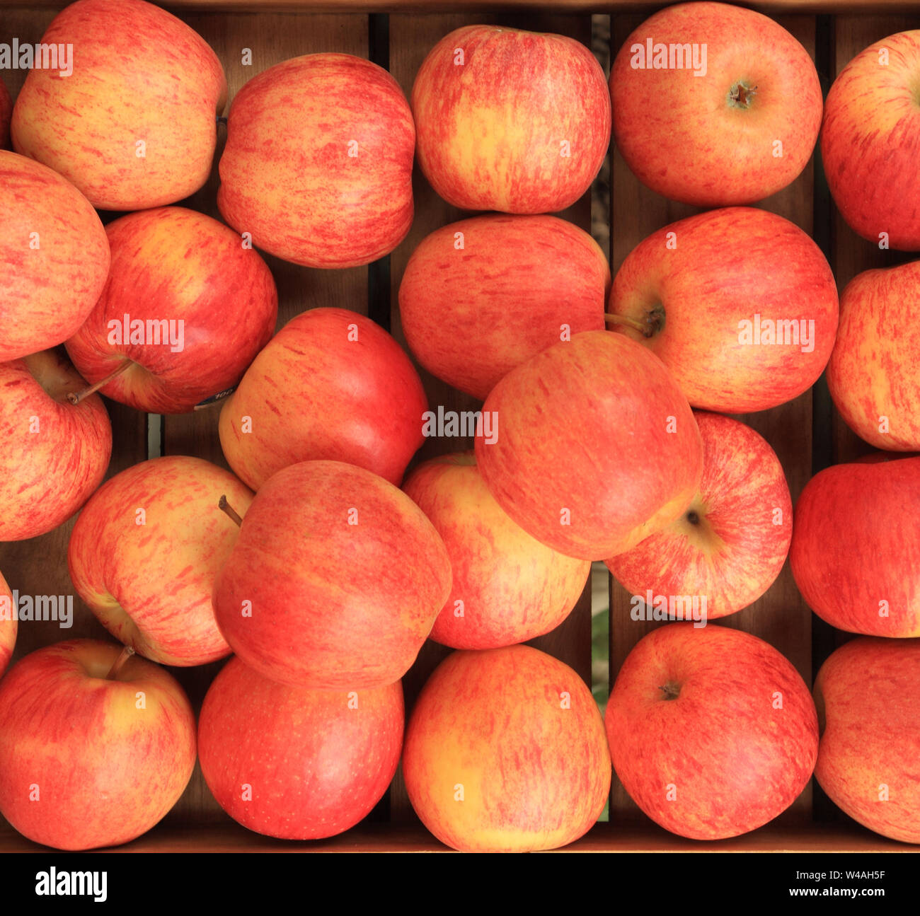 Apple "Gala", aus Chile, Äpfel, Vielfalt, Obst, Hofladen Anzeige Stockfoto