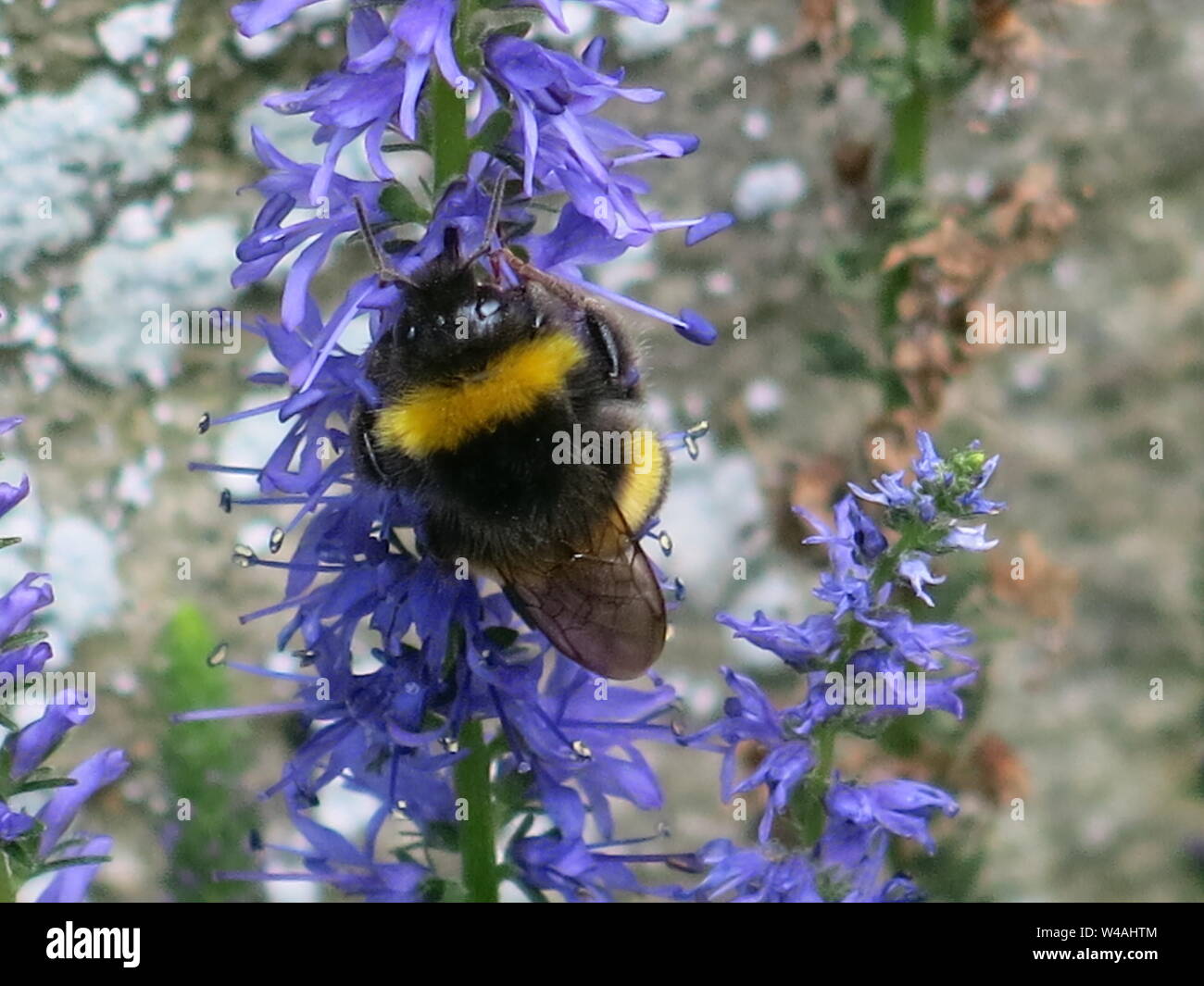 Nahaufnahme einer Biene Nektar suchend, an den Stamm eines großen Garten Staude mit blauen festhalten, glockenförmigen Blüten. Stockfoto