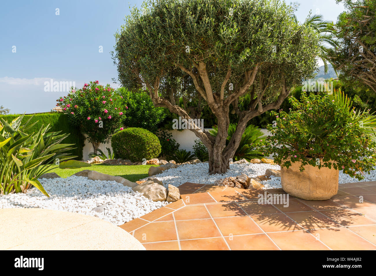 Mediterranen Garten mit Olivenbaum, Pflanzen und Gartenpfad Stockfotografie  - Alamy