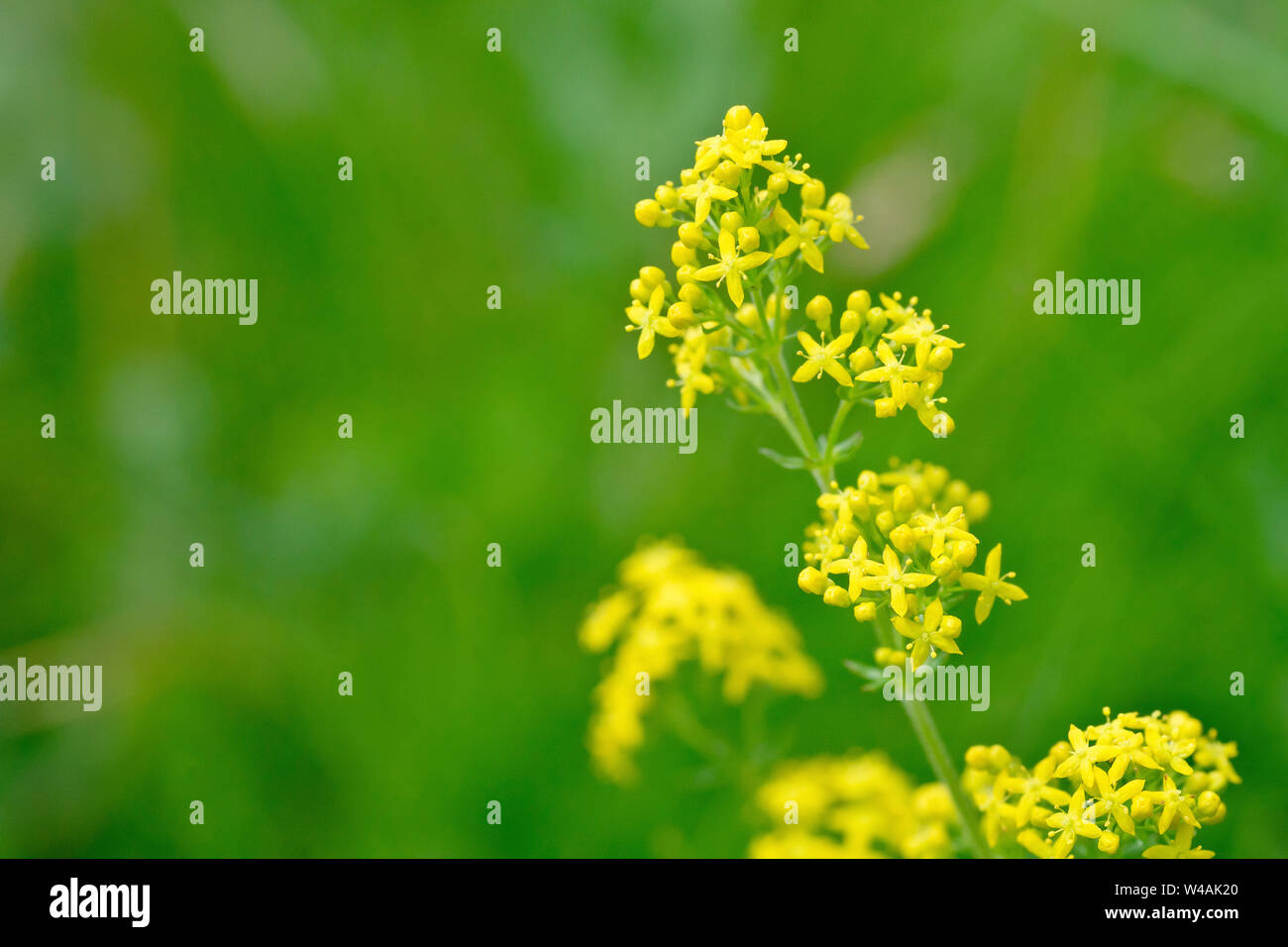 Lady's Bedstraw (galium Verum), Nahaufnahme Detail in der winzigen gelben Blüten der Pflanze. Stockfoto