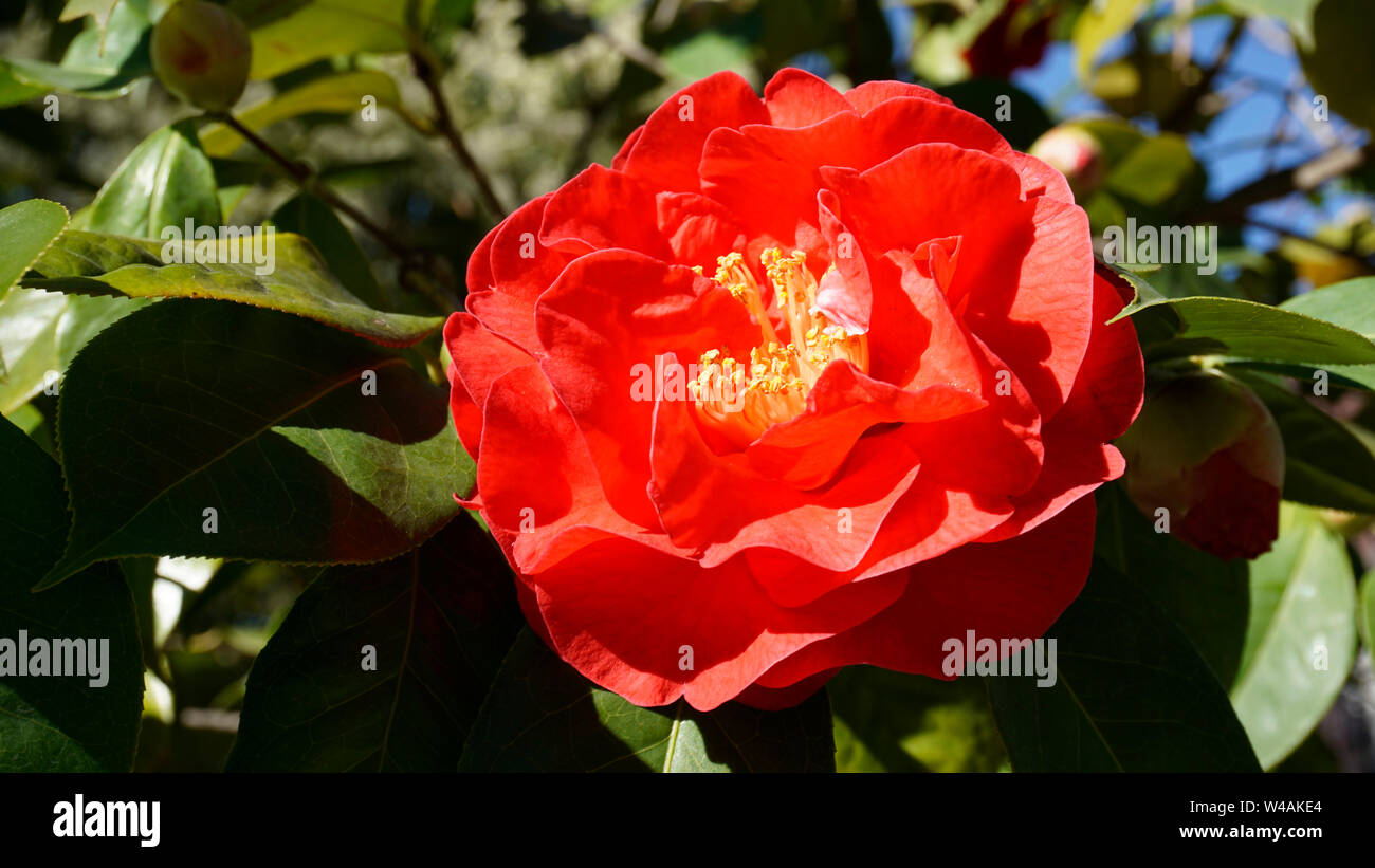 Kamelie Dr Clifford Parks closeup 1. Stockfoto