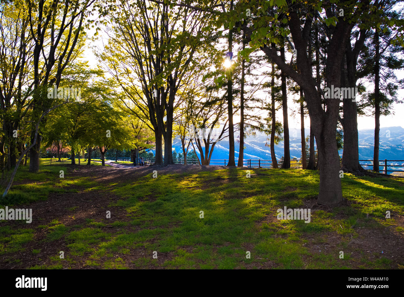 Sonnenlicht unter die Blätter der Bäume im Park in Japan Stockfoto