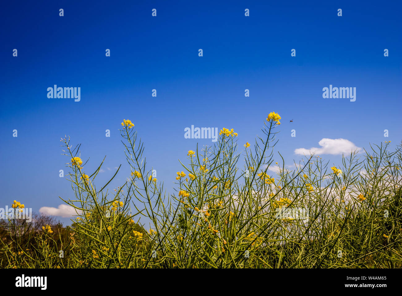 Eine kleine Biene, eine gelbe Blume Stockfoto