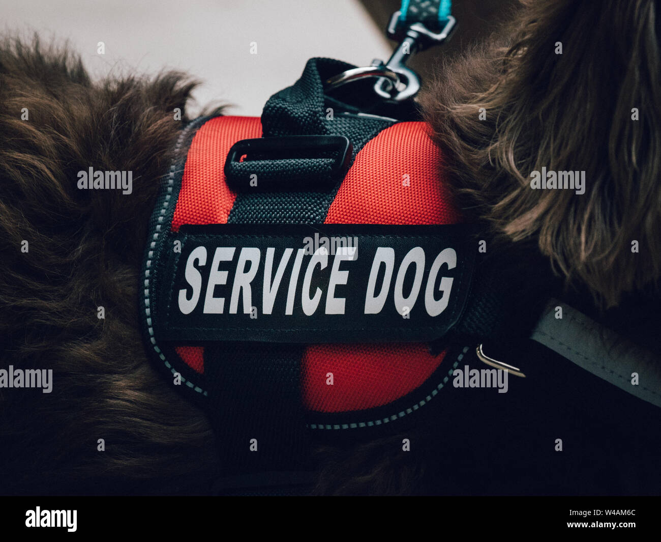 Eine rote Service dog Weste auf einem langhaarigen Dackel. Stockfoto