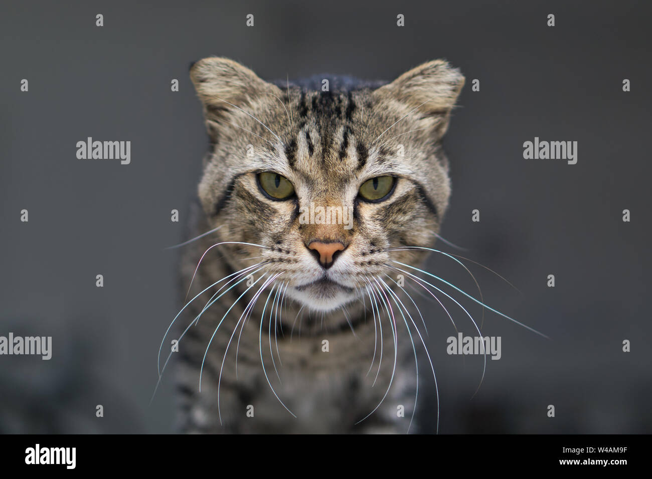 Katze neugierig vektor -Fotos und -Bildmaterial in hoher Auflösung – Alamy