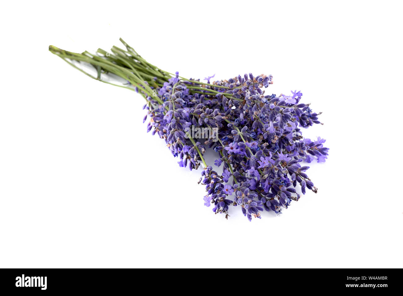 Lavendel Blumen Bündel gebunden isolierten auf weißen Hintergrund Stockfoto