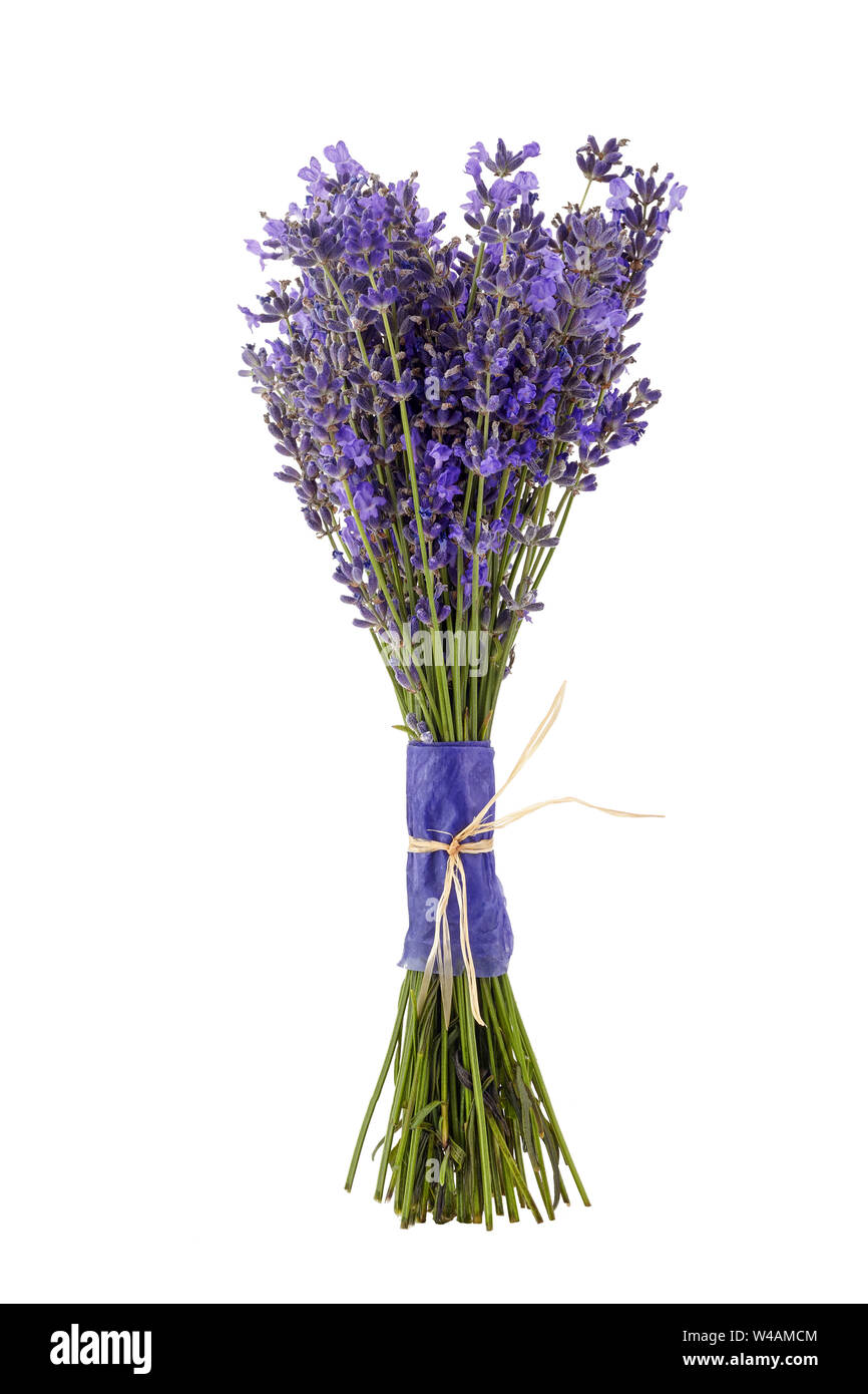 Lavendel Blumen Bündel gebunden isolierten auf weißen Hintergrund Stockfoto