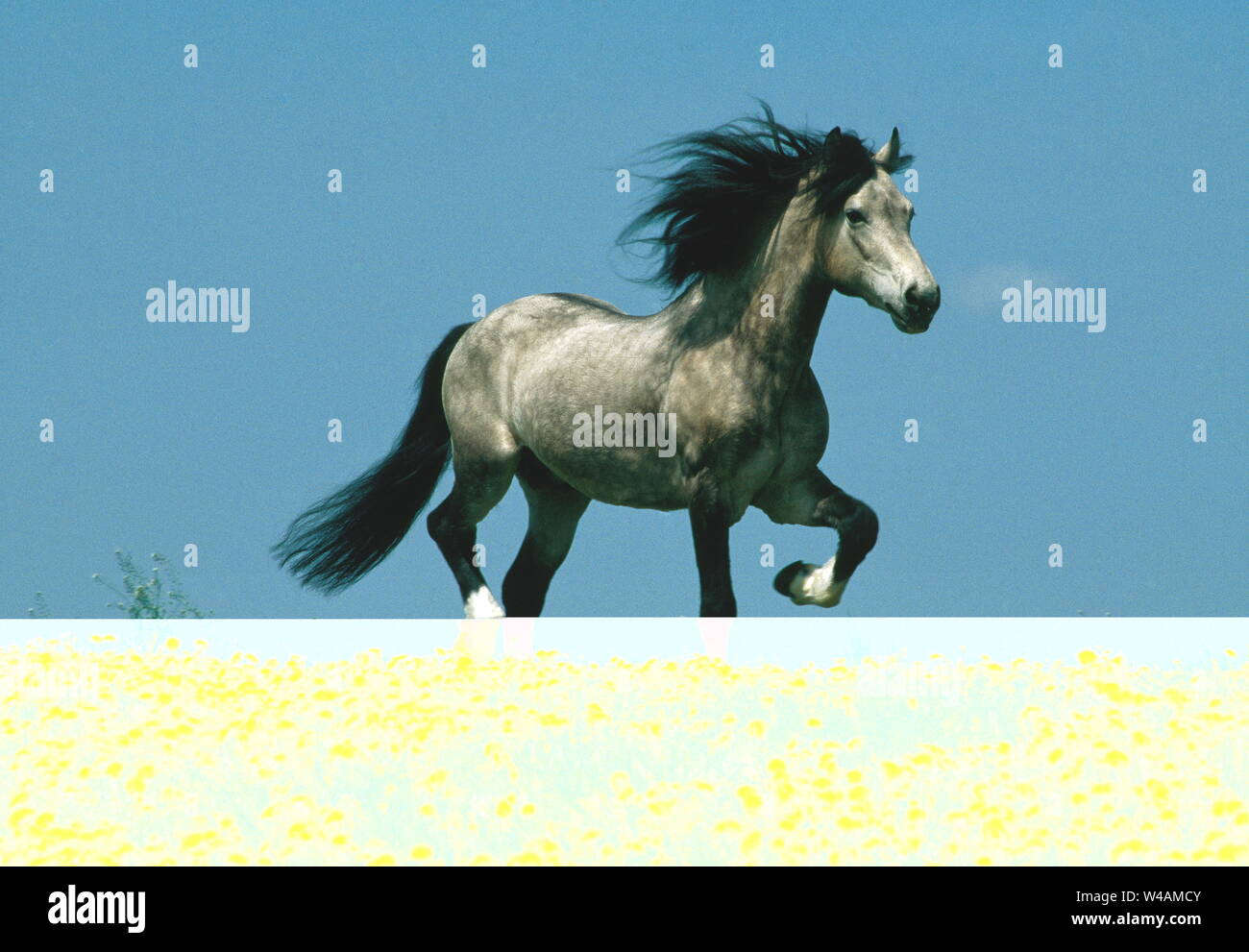 WELSH COB PFERDE Stockfoto