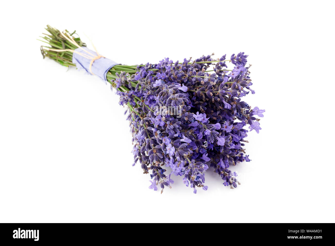 Lavendel Blumen Bündel gebunden isolierten auf weißen Hintergrund Stockfoto