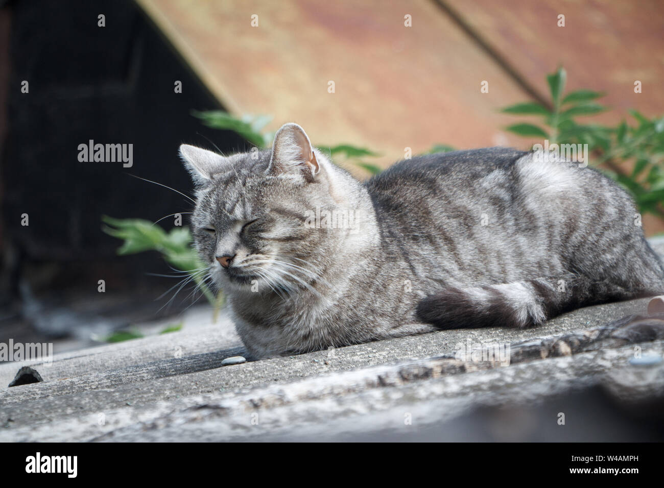 Closeup adorable Kurzhaar gestreifte graue Katze mit grünen Augen auf grauem Schieferdach Stockfoto