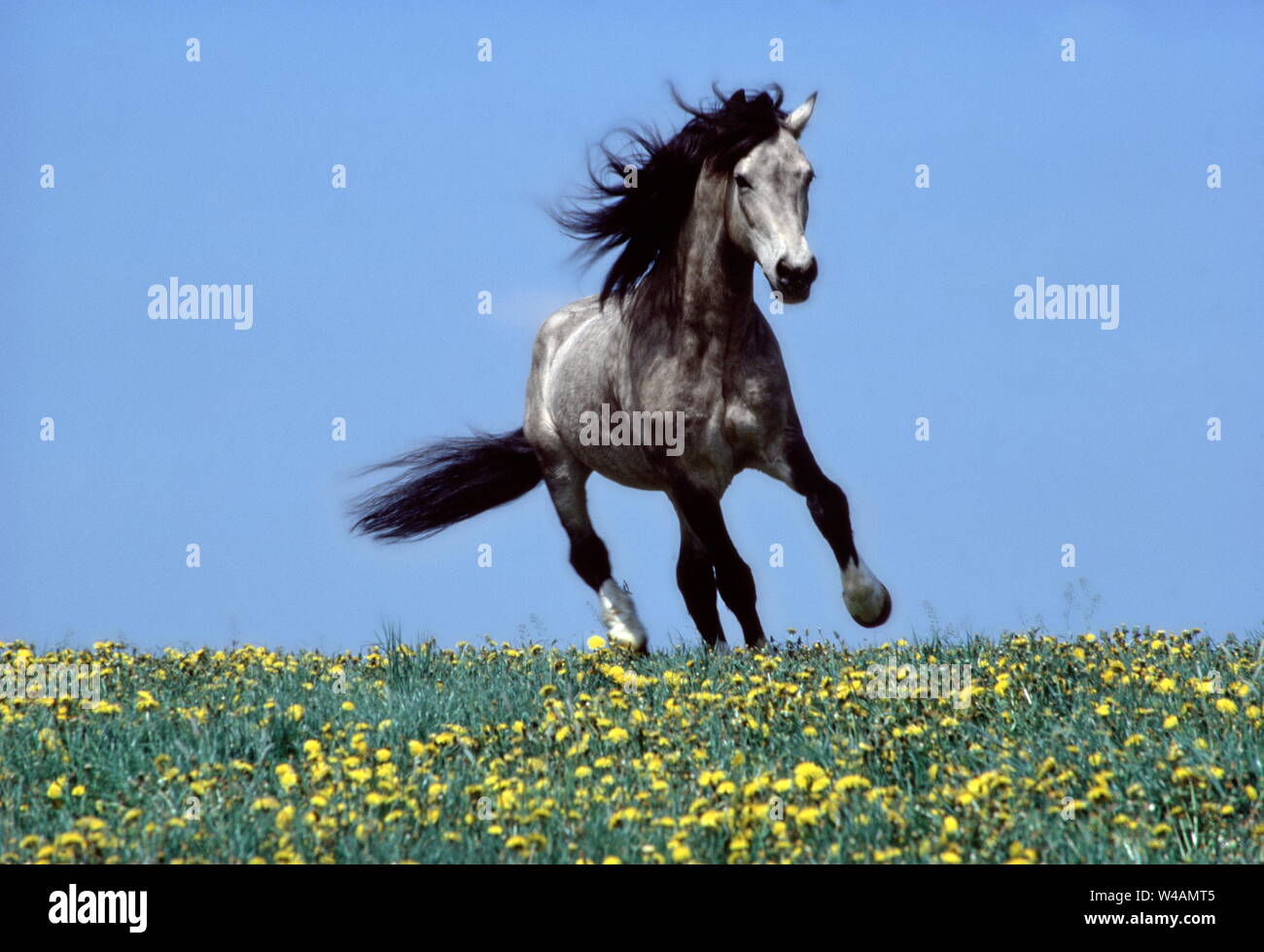 WELSH COB PFERDE Stockfoto