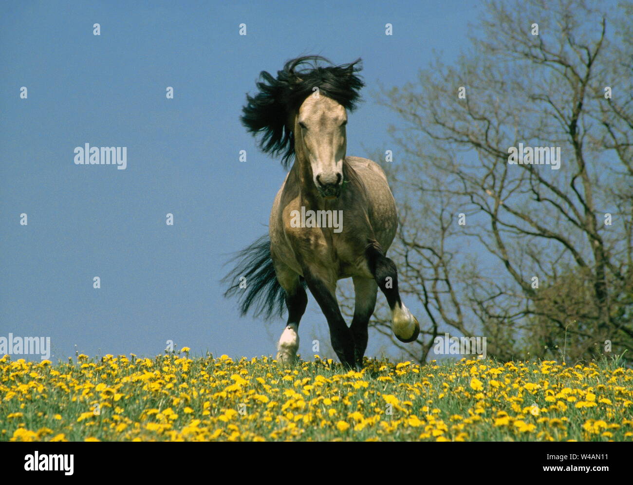 WELSH COB PFERDE Stockfoto