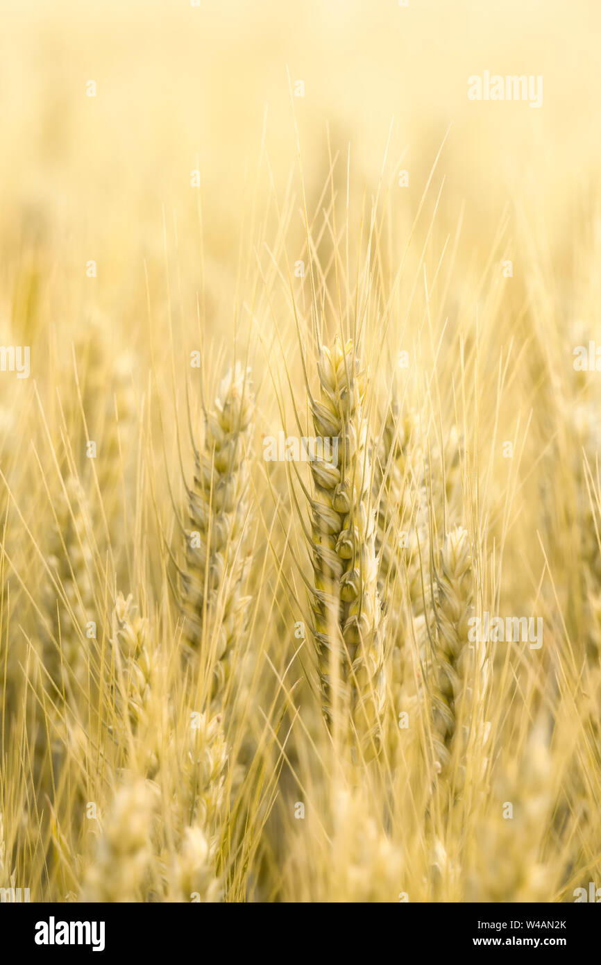 Schöne Nahaufnahme der Anbau von Weizen Getreide ernten. Vertikale und Kopieren. Landwirtschaft, Lebensmittelindustrie Konzept Hintergrund oder Hintergrund. Stockfoto