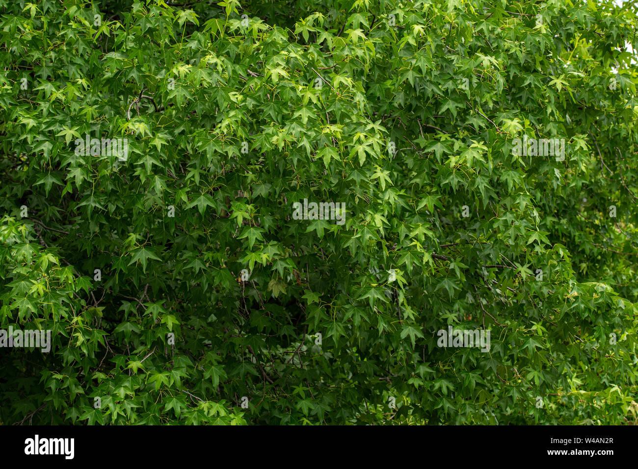 Sich wiederholende Muster von Grün frische Blätter einer Platane Stockfoto