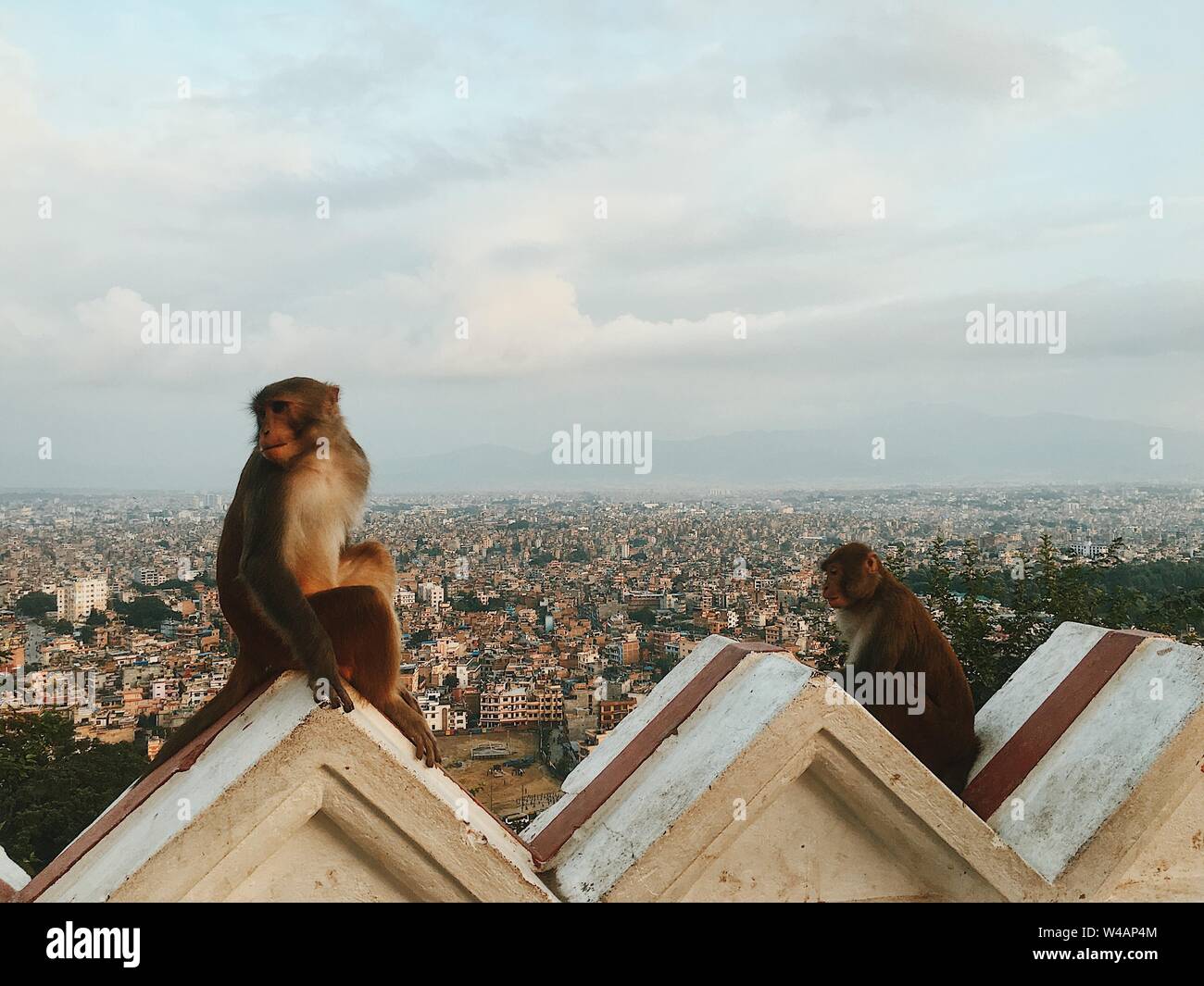 Affen sitzen auf Gebäude mit Blick auf die Stadt in Südostasien Stockfoto