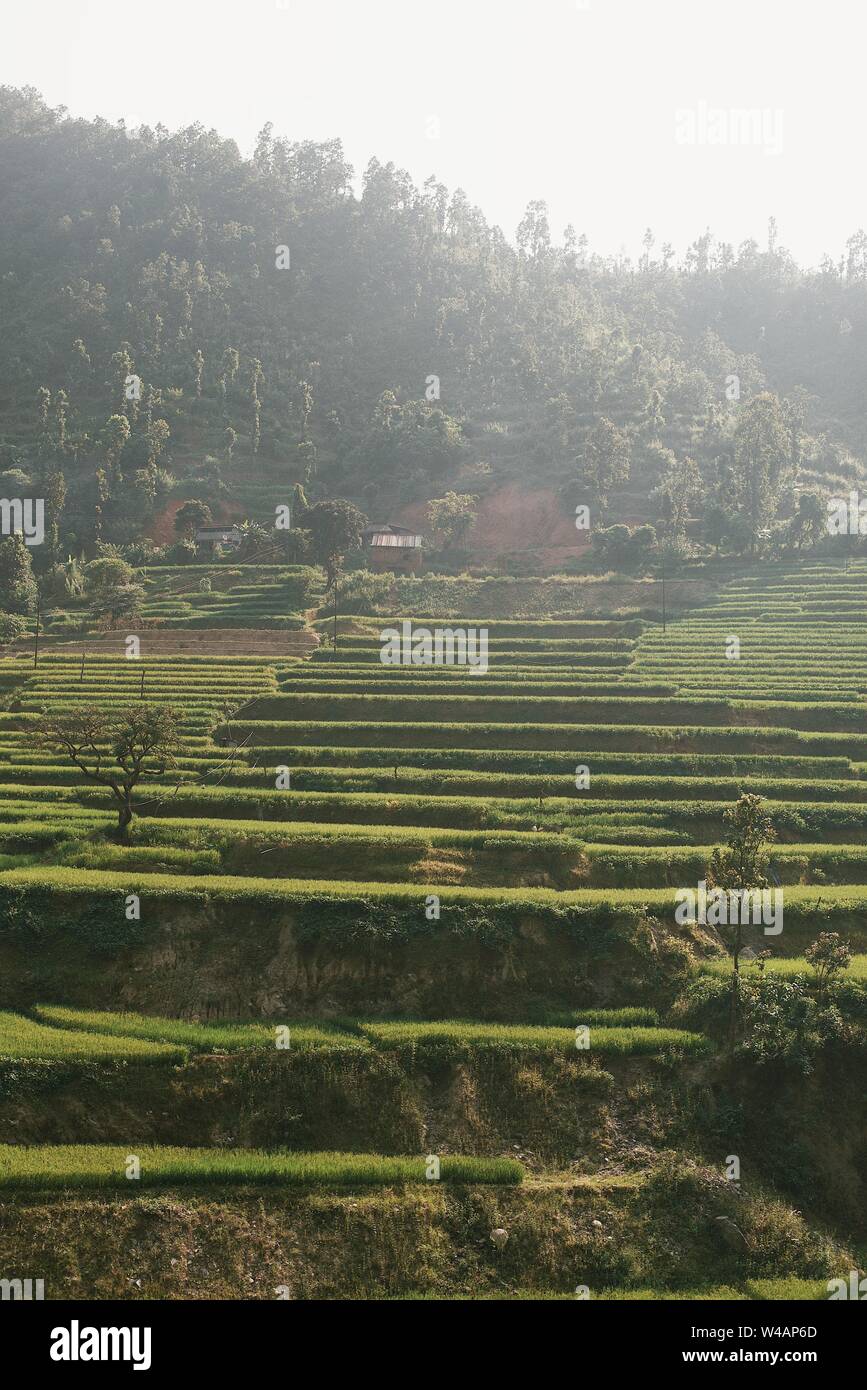 Grüne Kontur hillside Farming in Asien Stockfoto