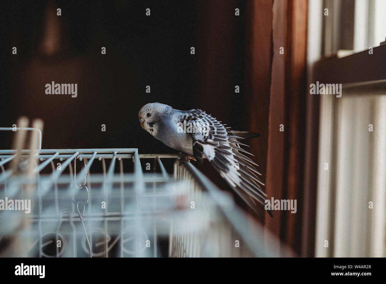 Blau, Weiß, und Schwarz Sittich stretching es Flügel auf Cage. Stockfoto