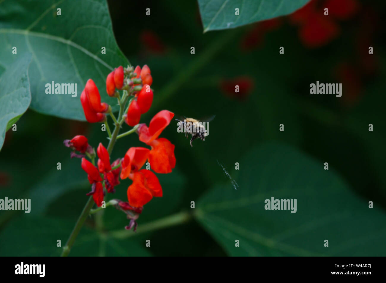 Biene und Runner Bean Blumen. Bild fängt der Strom von Wasser, die von der Biene storniert wurde. Stockfoto