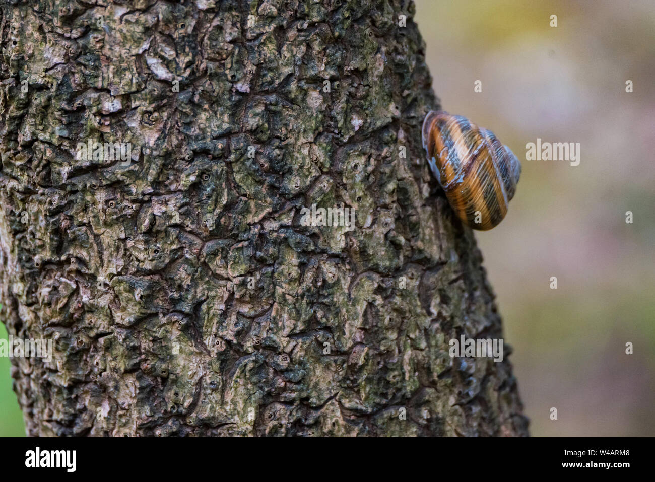 Schnecke Helix pomatia auf baum stamm Nahaufnahme Stockfoto