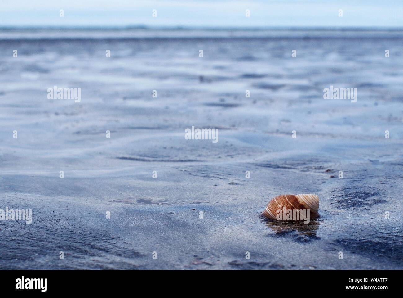 Nahaufnahme eines Schneckenhaus auf leeren Strand in Schottland, Großbritannien Stockfoto