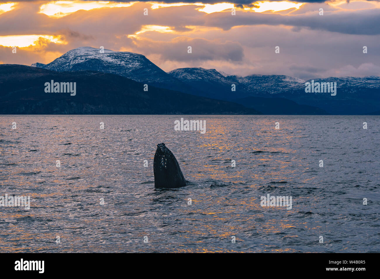 Verstöße gegen die Buckelwale in den nördlichen Fjorden Norwegen Stockfoto