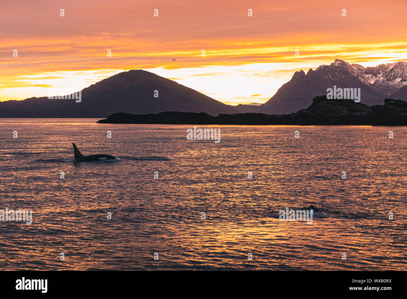 Schnorcheln mit Orca bei Sonnenuntergang Stockfoto