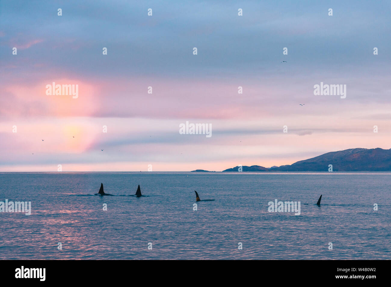 Orca Pod Stockfoto