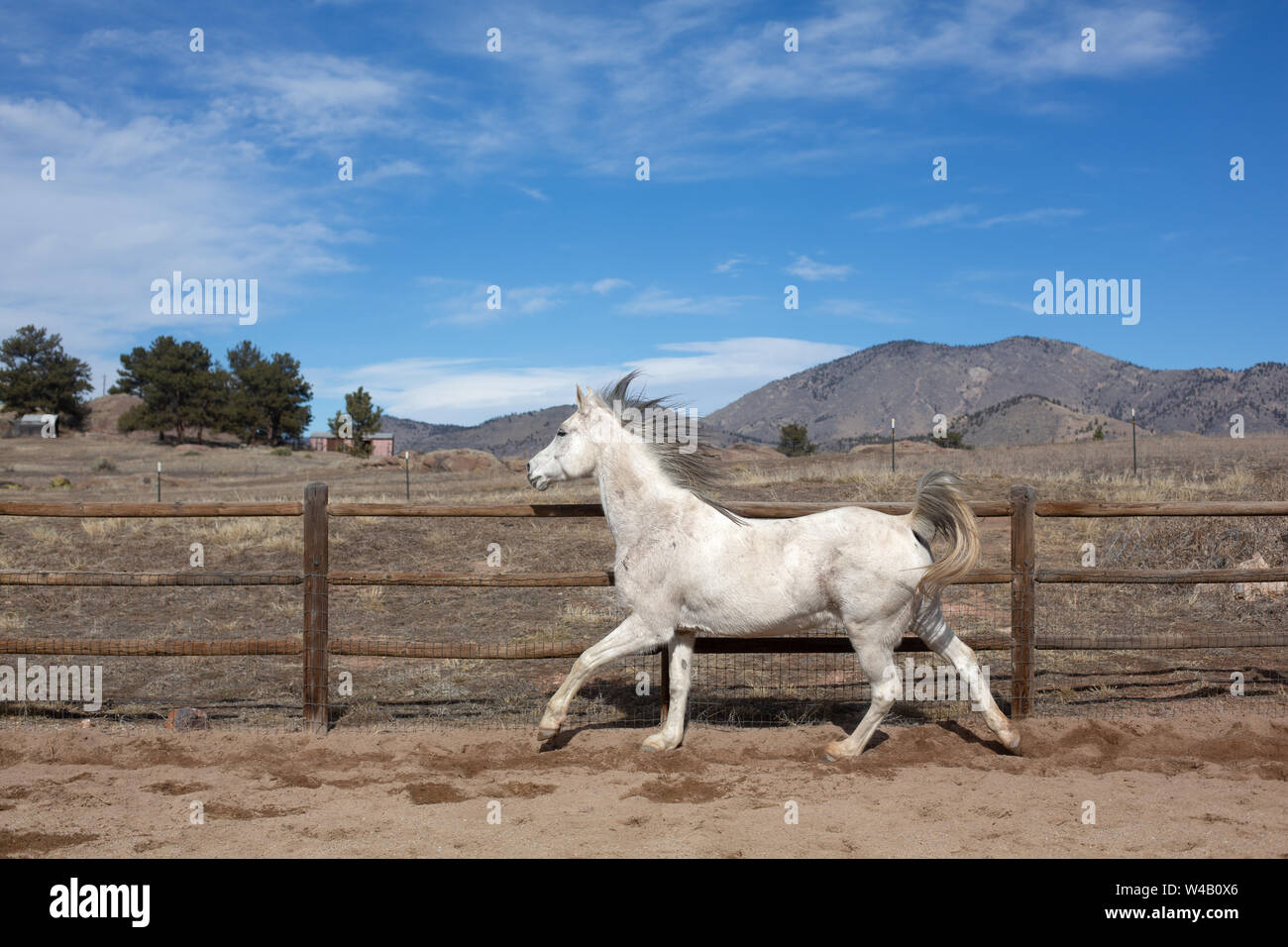 Arabische Pferd in einem Round Pen mit blauem Himmel läuft Stockfoto