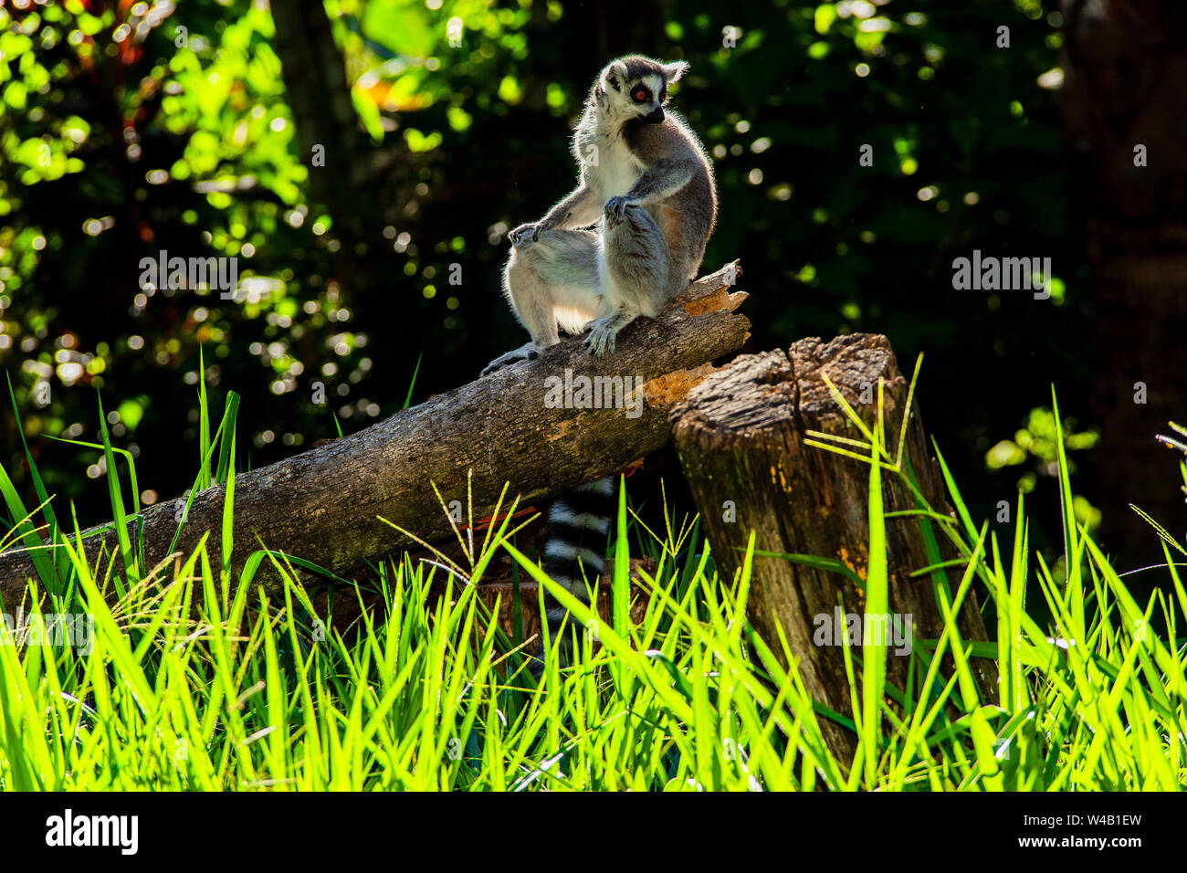 Lemur Bewachung seines Hoheitsgebiets Stockfoto