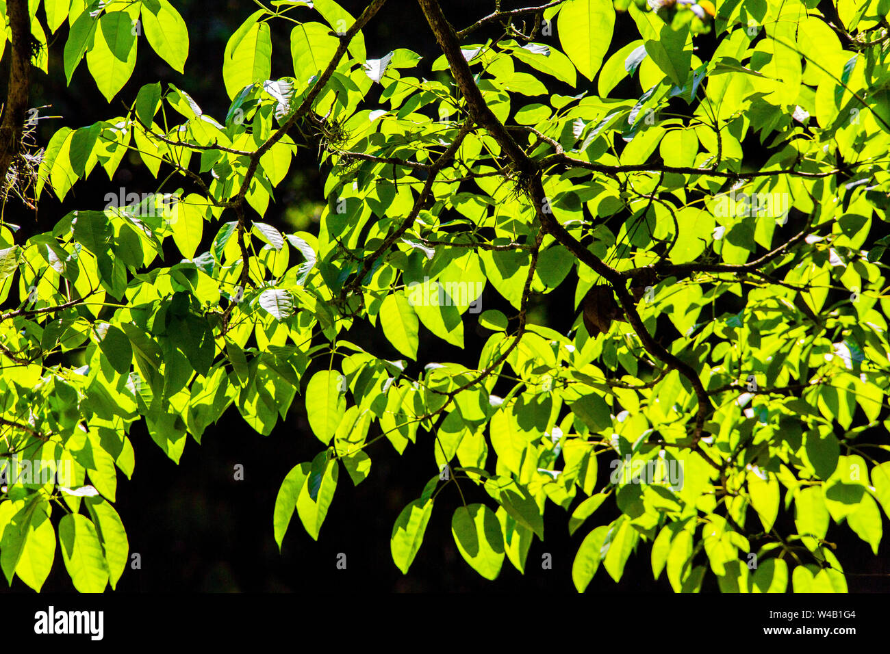 Grüne Blätter unter der Sommersonne Stockfoto