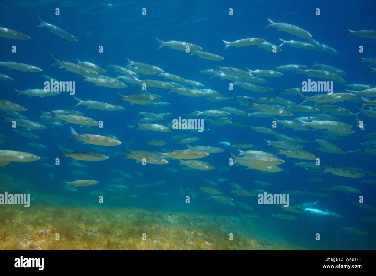 Schule der Fische im Mittelmeer meeräschen Unterwasser, Spanien, Costa Brava, Cap de Creus Stockfoto
