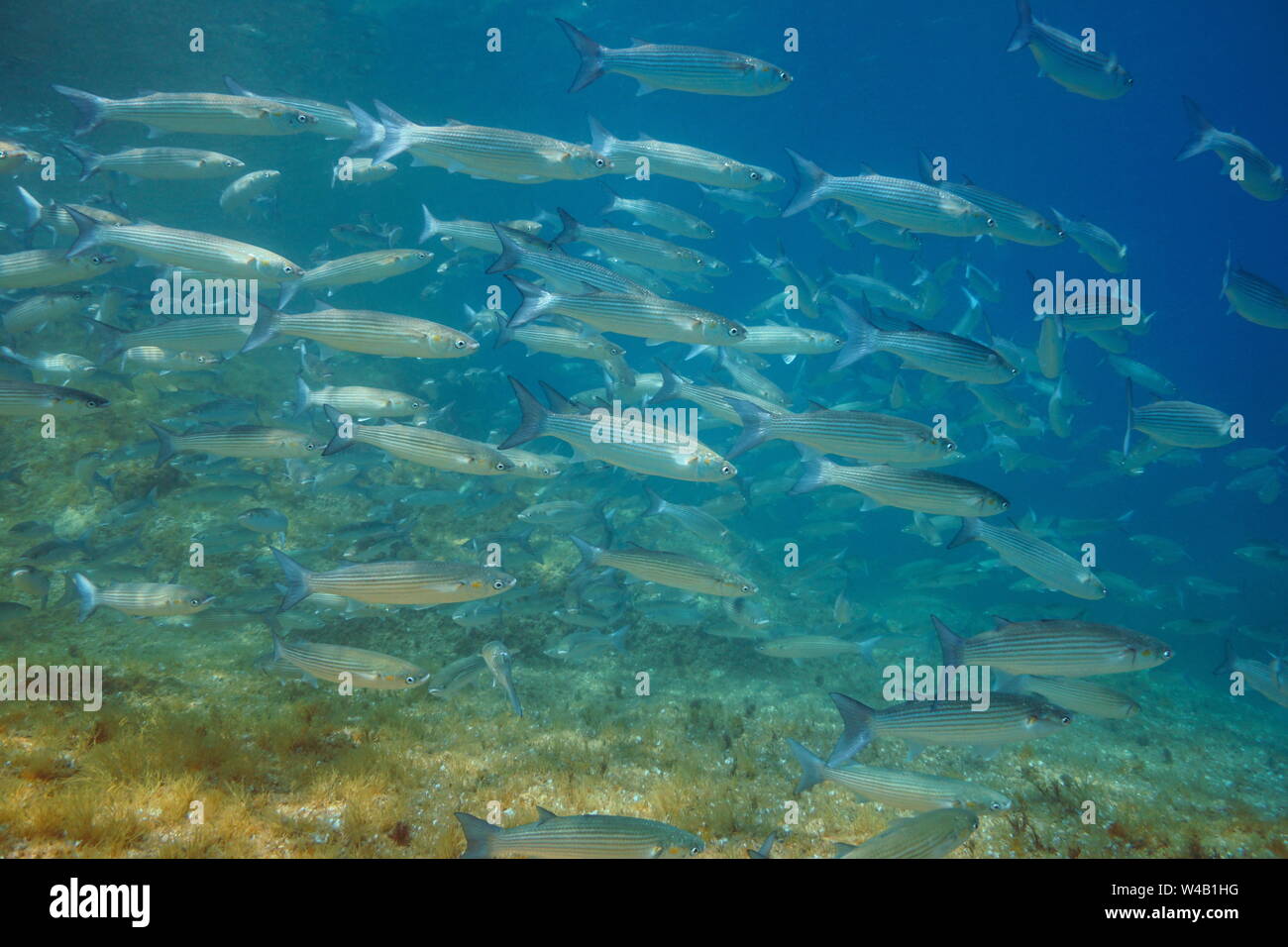 Meeräschen fischen Schule unter Wasser im Mittelmeer, Spanien, Costa Brava, Cap de Creus Stockfoto