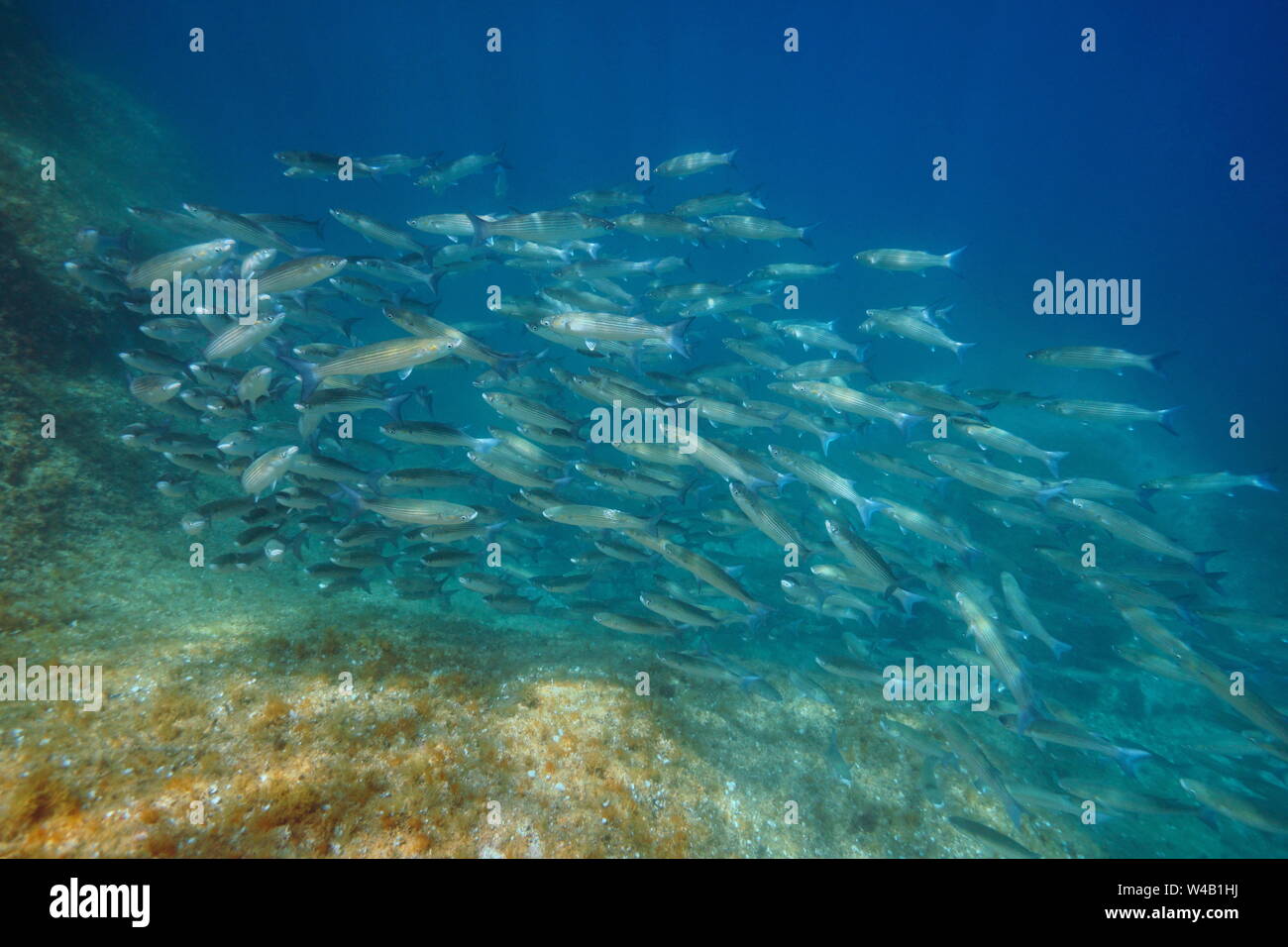 Meeräsche Schule der Fische unter Wasser im Mittelmeer, Spanien, Costa Brava, Cap de Creus Stockfoto
