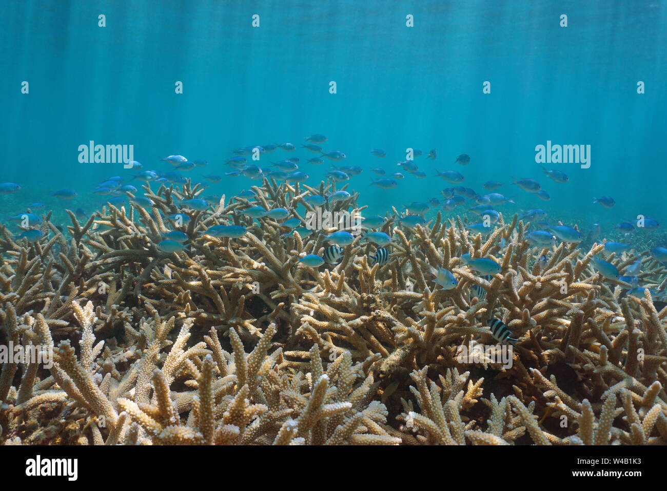 Unterwasser staghorn Coral mit einer Schule der Fische (riffbarsche überwiegend Chromis viridis), Pazifischer Ozean, American Samoa Stockfoto