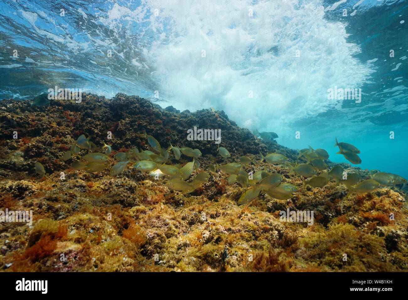 Schwarm von Fischen (Sarpa salpa) mit Wave auf Felsen brechen, Unterwasser, Mittelmeer, Spanien, Costa Brava, Katalonien Stockfoto