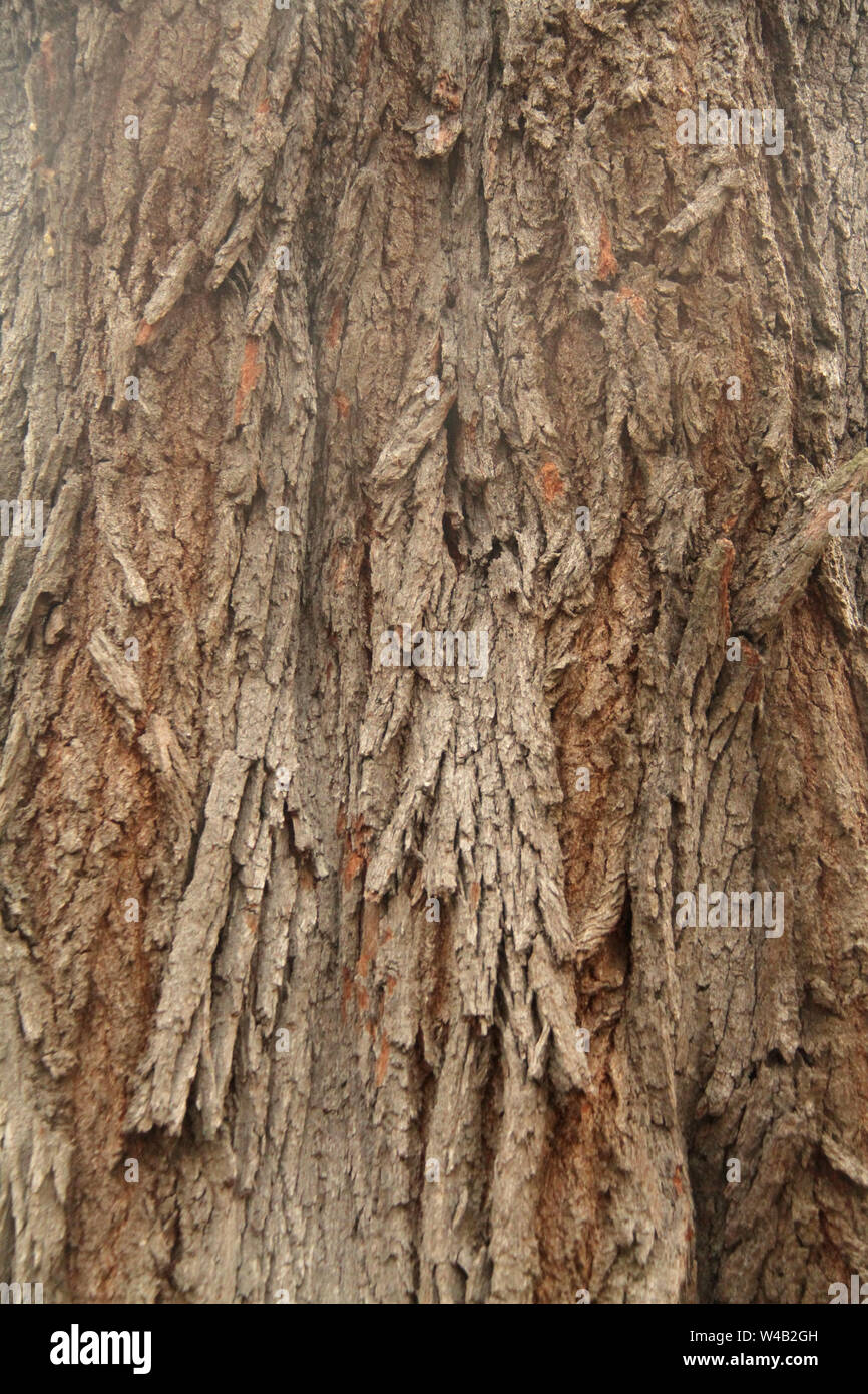 Nahaufnahme des Südlichen Live Oak Tree bark in Savannah, GA, USA Stockfoto