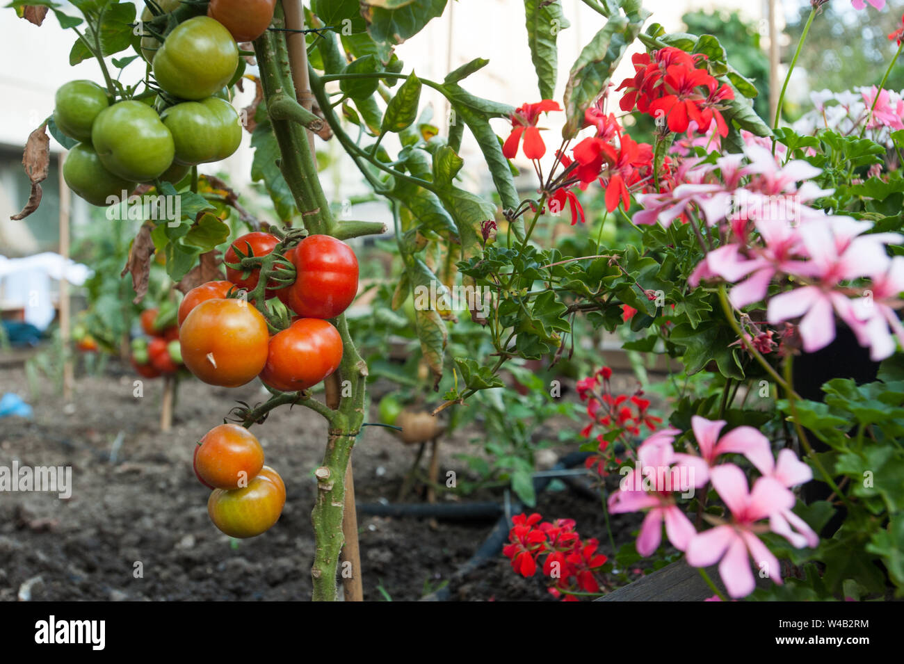 Melior Straße gemeinschaft Garten Tomaten Stockfoto